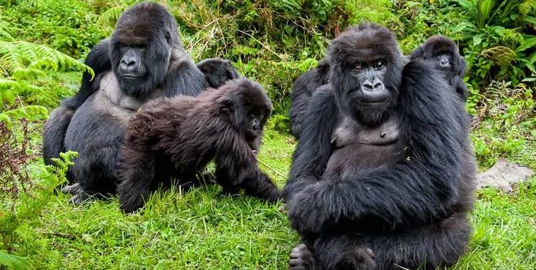 Visit Bwindi National Park – Best Gorilla Trekking Park In Uganda