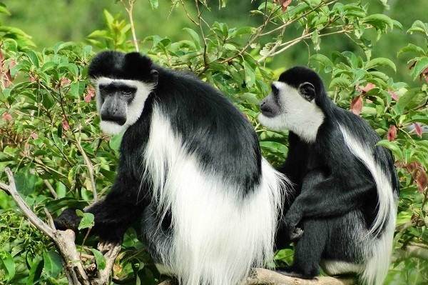 Colobus monkey