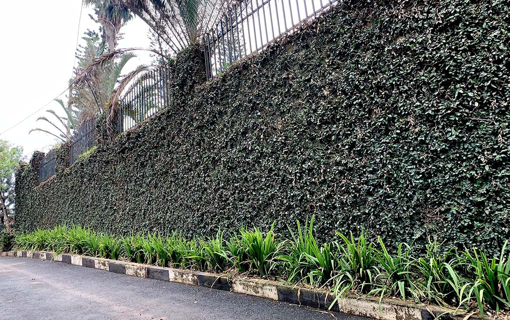 A wall lined with green vegetation on Namungo close Muyenga