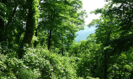 Bugoma Forest Reserve in Uganda