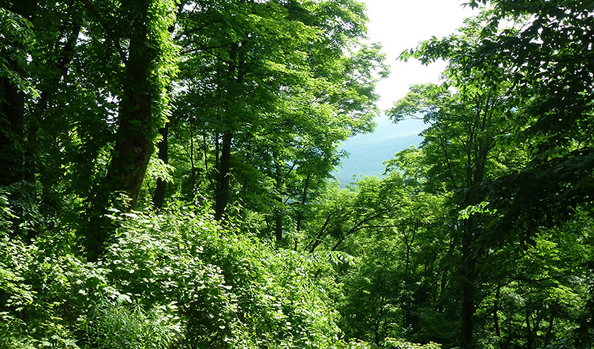 Bugoma Forest Reserve in Uganda