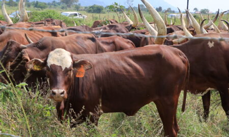 Cows under the anti tick vaccine research programme at the NARO farm in Maruzi Apac district scaled