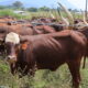 Cows under the anti tick vaccine research programme at the NARO farm in Maruzi Apac district scaled