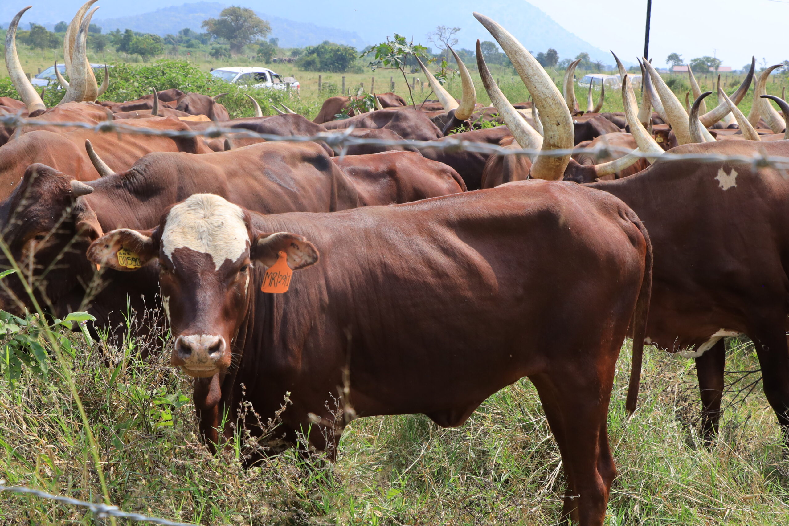 Cows under the anti tick vaccine research programme at the NARO farm in Maruzi Apac district scaled