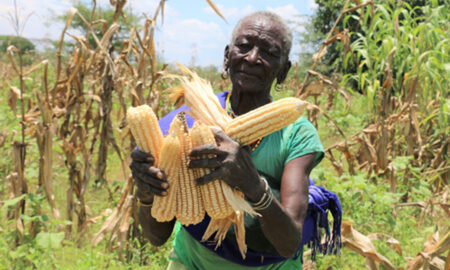 FAO and OPM empowering the Karamoja District Local Governments to manage and respond to food securit