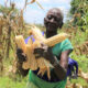 FAO and OPM empowering the Karamoja District Local Governments to manage and respond to food securit